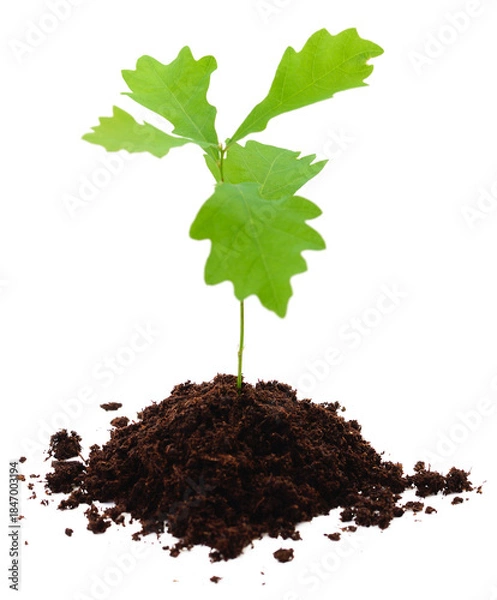 Obraz Small green oak sapling growing in a pile of soil isolated on white