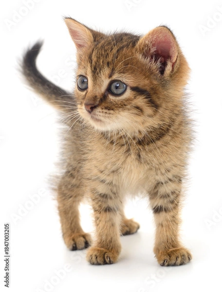 Obraz Cute standing tabby kitten looking away isolated on white