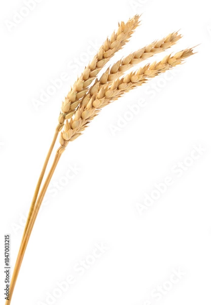 Obraz Three dried wheat ears isolated on white