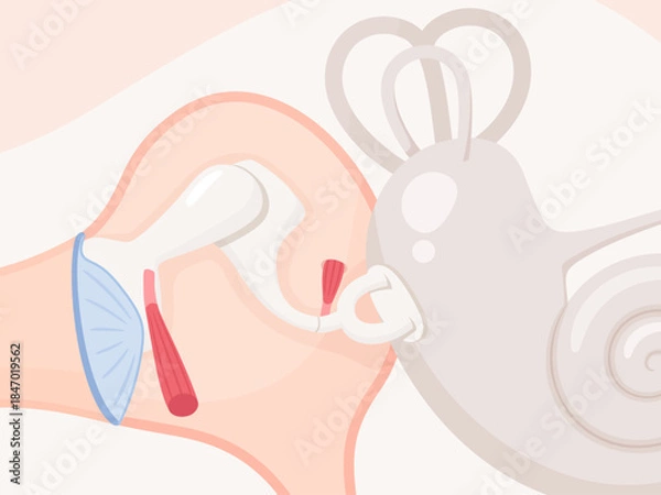 Fototapeta アブミ骨筋と鼓膜張筋のイラスト