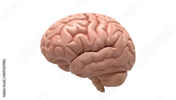 Obraz Human brain organ cerebrum neurology intelligence on transparent background