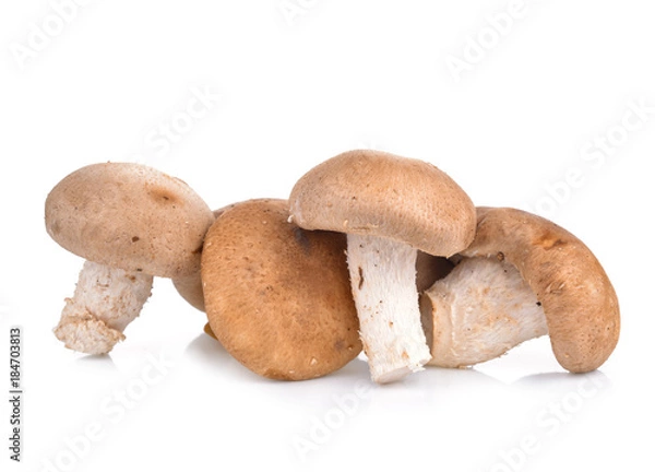 Obraz Shitake Mushrooms on white background