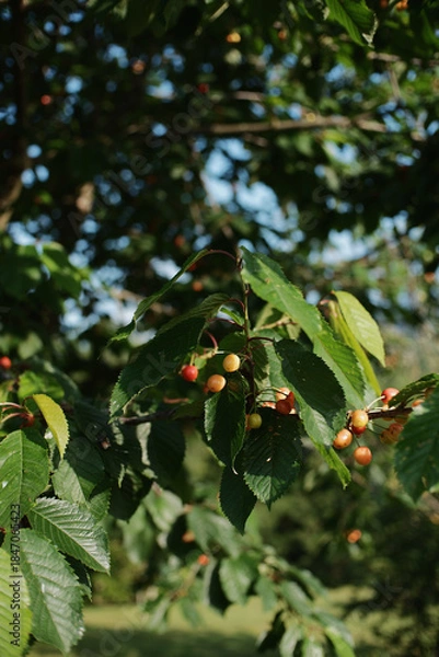 Fototapeta Close-up of wild cherry tree branch in a park with green leaves and small unripe yellow fruits. Natural outdoor scene with bright daylight
