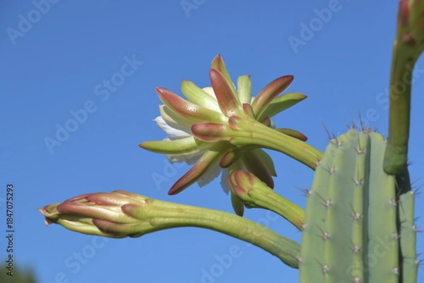 Obraz Die Blüte eines Echinopsiis Peruviana