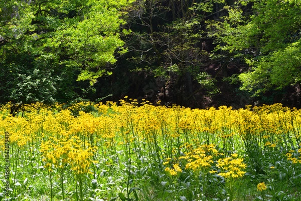 Fototapeta サワオグルマ群生地