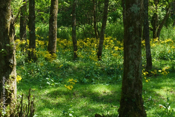 Fototapeta サワオグルマ群生地