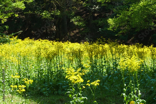 Fototapeta サワオグルマ群生地