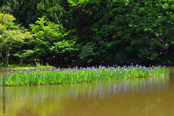 Fototapeta カキツバタ群生地