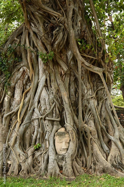 Obraz Buddha-Kopf-Statue, eingewachsen in Baumwurzeln