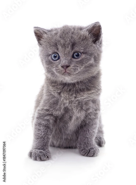 Fototapeta Cute small gray kitten sitting and looking forward.