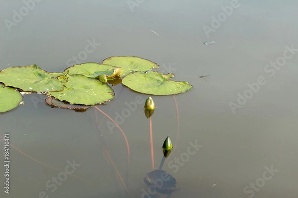 Obraz Two lake lilies