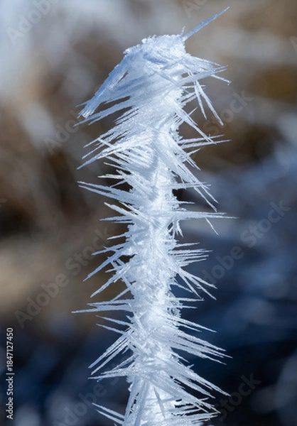 Fototapeta The striking, feathery ice formation on the plant stems in the image is called hoarfrost, rime ice, ice needles
