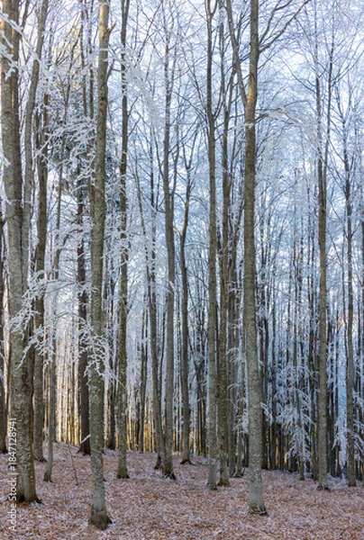 Fototapeta Trees covered in hoarfrost in a beech forest