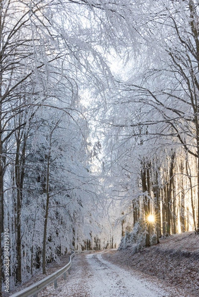 Fototapeta A beautiful winter moment on a dirt road in the forest as the sun rises. A beautiful frozen forest road with the sun shining brightly through the hoarfrost trees