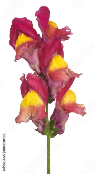 Obraz Snapdragon flower isolated