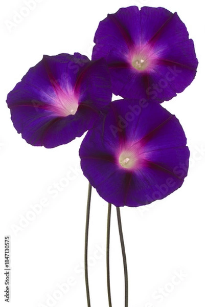 Obraz ipomoea flower isolated