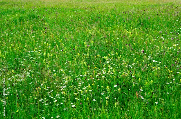 Obraz łąka kwietna z kolorowymi kwiatami, kolorowe kwiaty polne, kwiaty dla owadów zapylających, a flower meadow with colorful flowers,