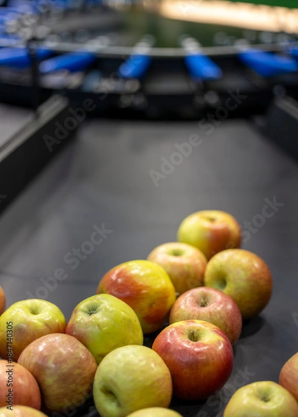 Obraz Apples sorted on a conveyor belt