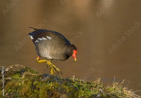 Obraz Common moorhen