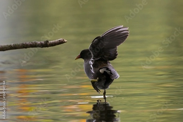 Obraz Common moorhen