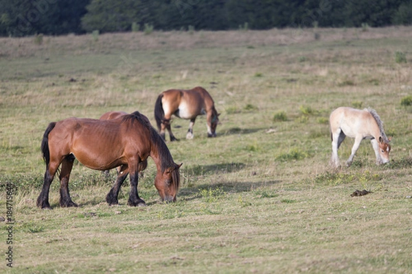 Fototapeta Horses grazing in summer in Navarra.