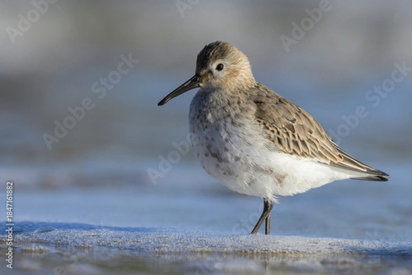 Obraz Dunlin