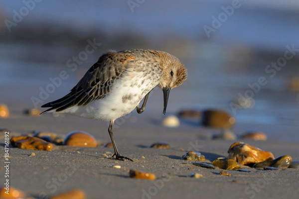 Obraz Dunlin scratching