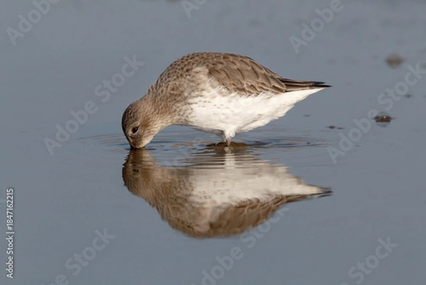 Obraz Feeding Dunlin and reflection
