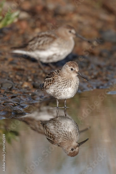 Obraz Dunlin pair on a coastal pool