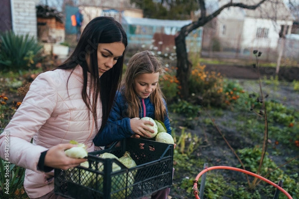Obraz A photograph of a happy child, a smiling teenage girl, a daughter, and a young mother in an autumn garden with a harvest of green cabbage in a crate. Concept of farming and agriculture.