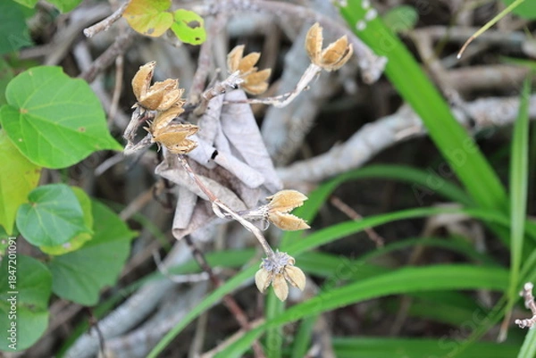 Fototapeta 割れたムクゲの実の痕跡