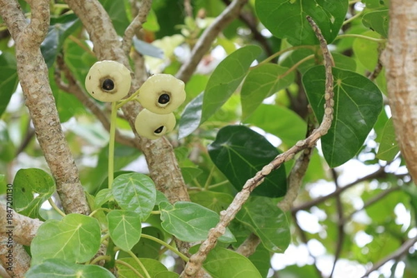 Fototapeta 緑色のハスノハギリの実