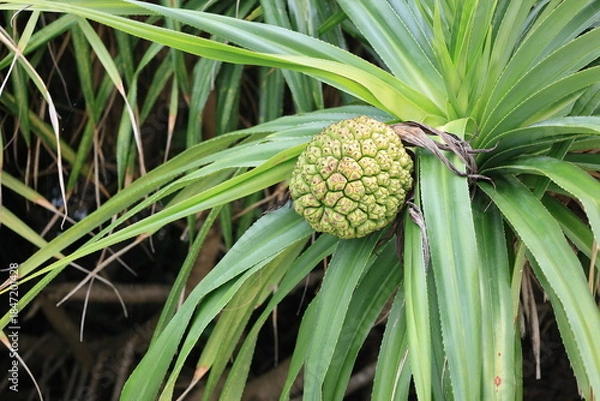 Fototapeta 緑色のアダンの実と葉