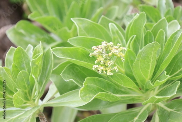 Fototapeta モンパノキの白い花と緑の葉のアップ