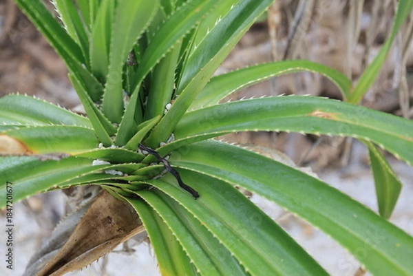 Fototapeta 鮮やかな緑色のアダンの葉のアップ