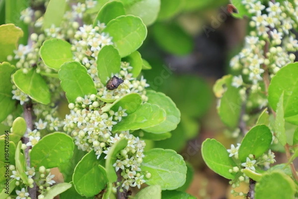 Fototapeta 白いハリツルマサキの花の上にとまるマルシラホシカメムシ