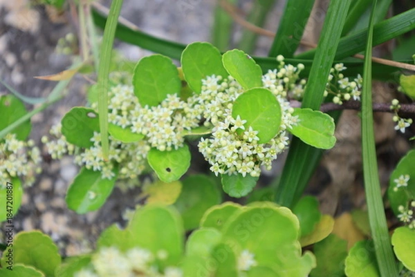 Fototapeta 白い小さな花を咲かすハリツルマサキ