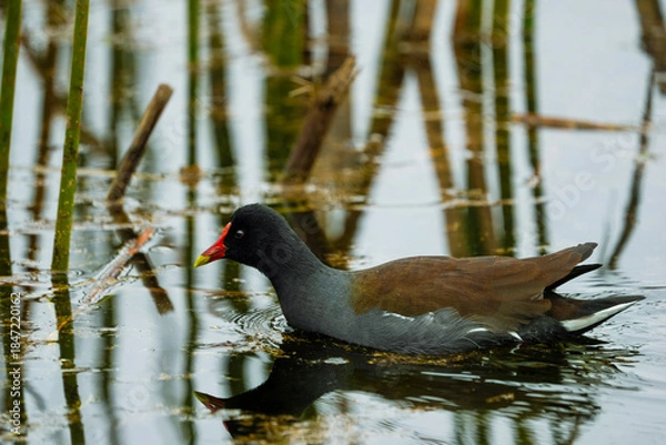 Obraz Common Gallinule in water