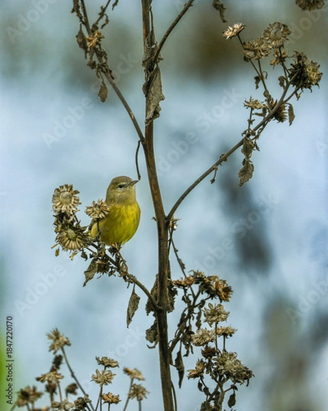 Obraz Orange crowned warbler on branch