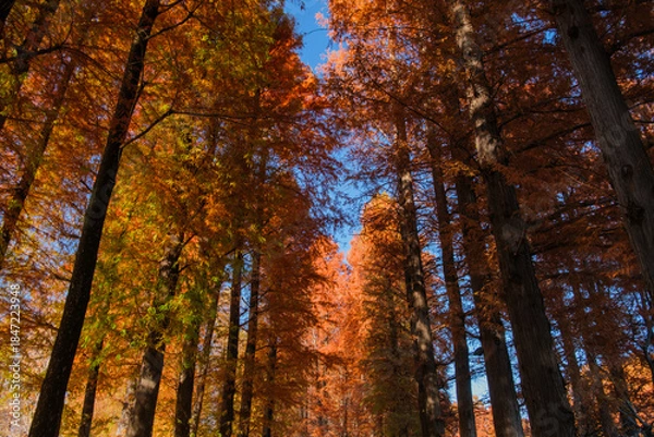 Obraz メタセコイアの並木