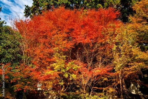 Obraz 両子寺の紅葉