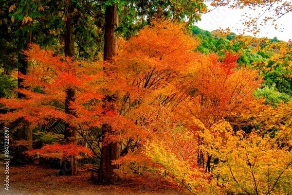 Obraz 両子寺の紅葉