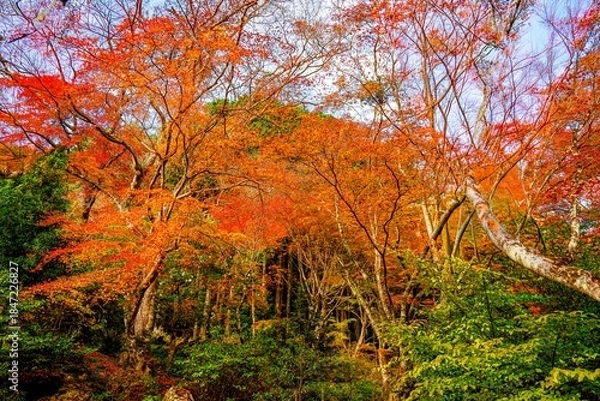 Obraz 両子寺の紅葉