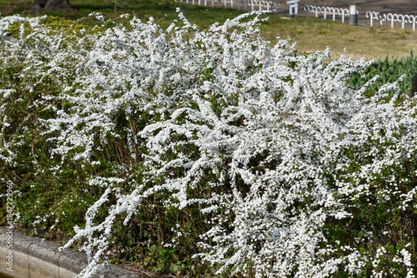 Obraz ユキヤナギ　Thunberg Spirea
