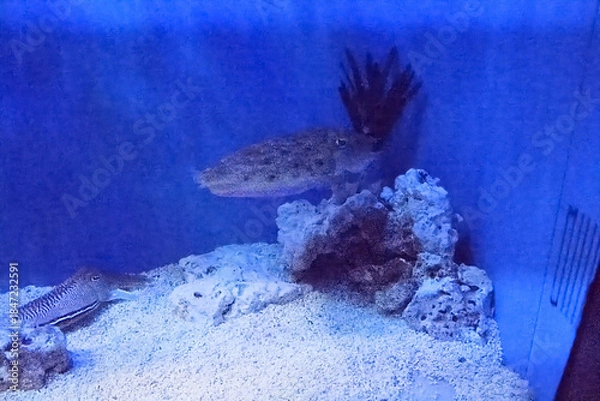 Obraz 水族館の魚たち