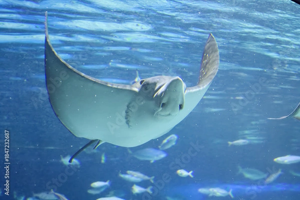 Obraz 水族館の魚たち