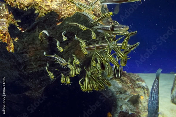 Obraz 水族館の魚たち
