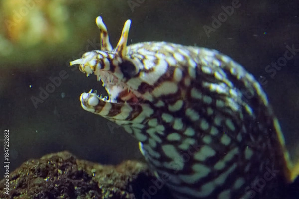 Obraz 水族館の魚たち