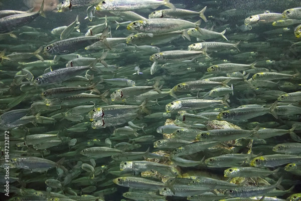 Obraz 水族館の魚たち
