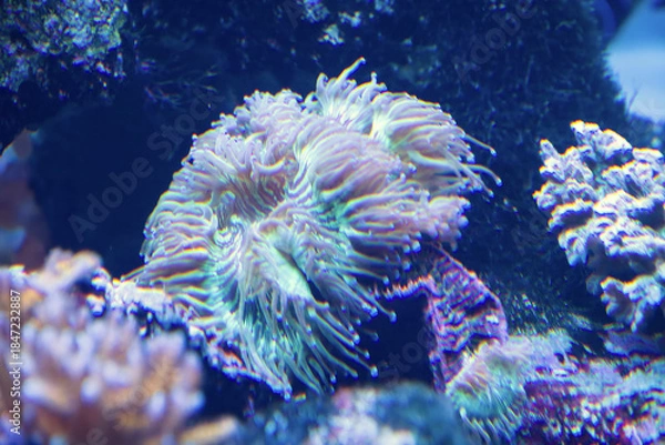 Obraz 水族館の魚たち